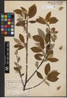 Foto von Salix caprea L.